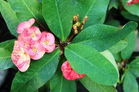 Euphorbia Millii Plant