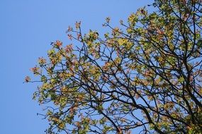 tree with multicolor foliage at the background of sky