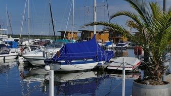 green palm tree in port in Mecklenburg-Western Pomerania