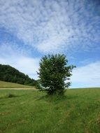 unmatched loonly Tree