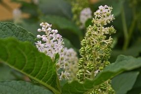 pokeweed flowers