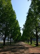 road for walks along straight rows of green trees