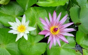 different water lily flowers