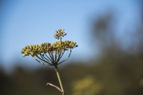 wild grass seeds