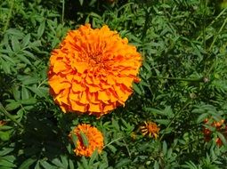 calendula like an orange