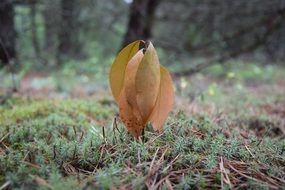 young sprout with dropped dry leaves