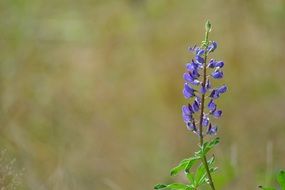 purple lupine flower on the field on a blurred background