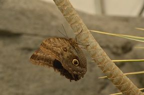 Brown Morpho Peleides Butterfly on stem