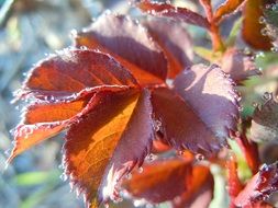 Foliage in the garden in autumn on a blurred background