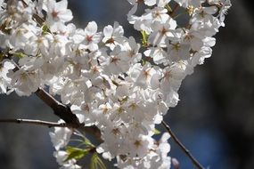 flowering branch under the bright sun