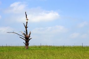 dead tree on the field