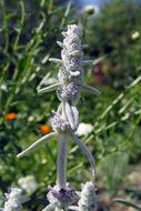 gray garden flower