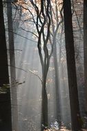 Forest with Fog romantic scene