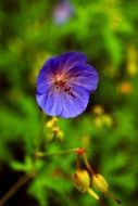 blue flower in bright sunlight closeup