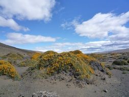 Beautiful sand dunes with yellow flowers in desert under blue sky with white clouds, Patagonia