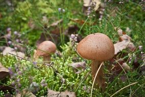 mushrooms among a variety of herbs and flowers