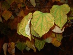 leaves on a tree