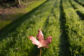 Sheet Red Grass Green