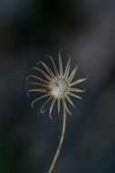 picturesque and pretty Autumn Dead flower