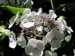 delicate white hydrangea flowers