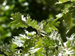 oak leaves in the garden