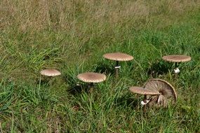 Mushrooms Summer