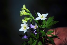 small bouquet of wildflowers in hand