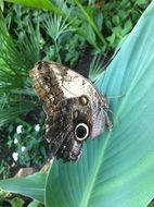 amazing England Butterfly