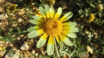 yellow daisy flower in spring
