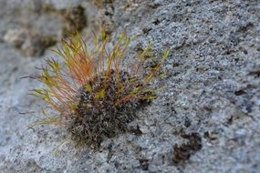 spring moss on stone