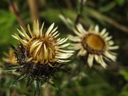 dried bud carlina vulgaris