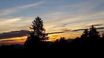 sunrise over wild forest