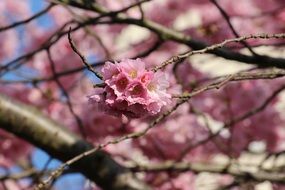 Cherry Spring flower on branch close