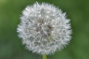 dandelion in a green meadow close up