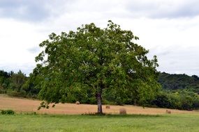 big round tree among the field