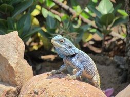 blue lizard in the stone