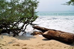 broken tree is nailed to a beautiful beach