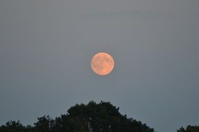 Full red moon over the treetop