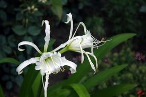 Unusual Lily in a garden