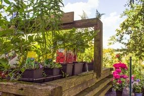 plants in pots in the garden