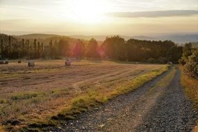 sunny Field Landscape