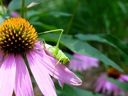 green grasshopper on echinacea flower