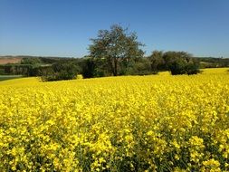 rapeseed field as a decoration of the countryside