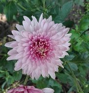 delightful delicate beauty yellow Chrysanthemum