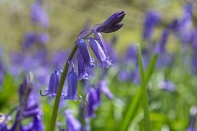 blue bells in woodland close-up