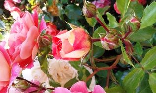 variety of summer roses