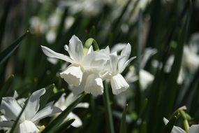 Narcissus White Flower