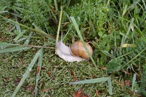 snail in tall grass closeup