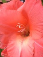 pink gladiolus close-up