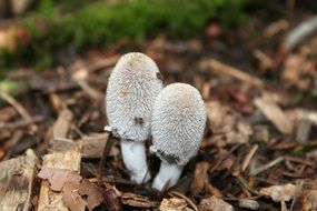 cute little mushrooms in the forest